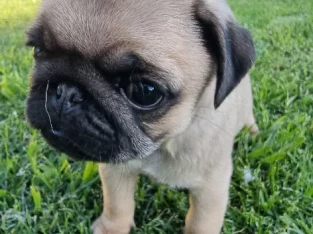 Quality Pure-bred Pug Puppies