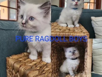Ragdoll – Oakhurst