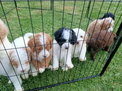 Spoodle – Cessnock