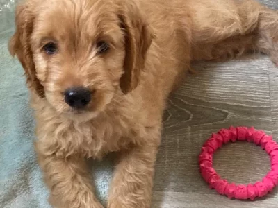 Spoodle X Labradoodle