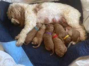 Spoodles Puppies for Sale