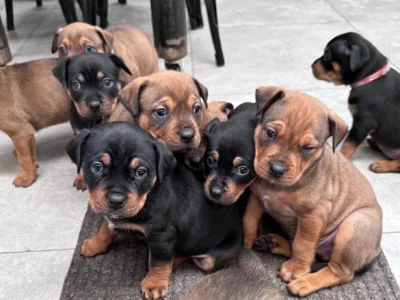 Staffy x Rottweiler Pups