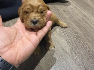 Standard Groodle Puppies for Sale