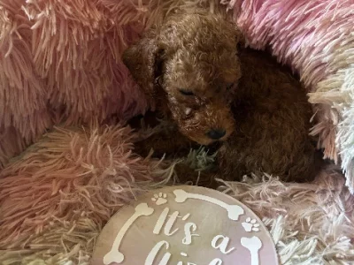Toy Poodle – Busby