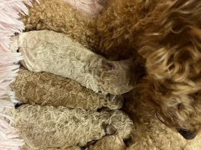 Toy Poodle – Bushland Beach