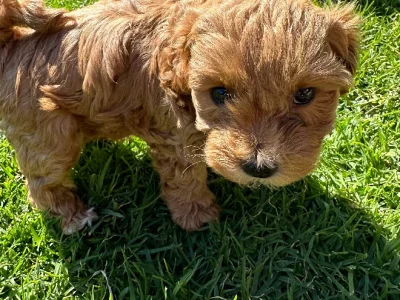 Toy Shoodle Puppies (Toy Poodle x Shih Tzu)
