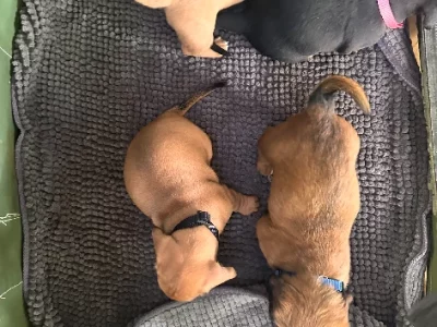 Dachshund – Birchip