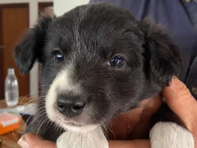 Border Collie – Boyup Brook