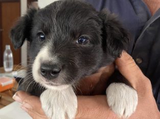 Border Collie – Boyup Brook