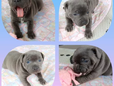 Staffordshire Bull Terrier – Christina