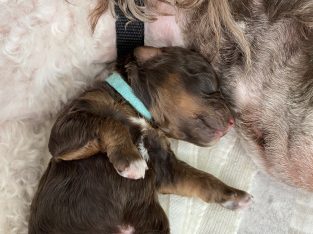 Poodle Mini – Redland Bay