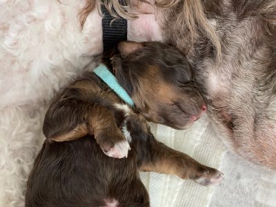 Poodle Mini – Redland Bay