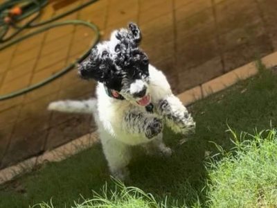 Goldendoodle – Bentley