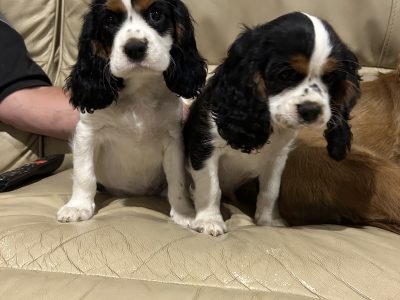 Cavalier King Charles Spaniel – Dubbo