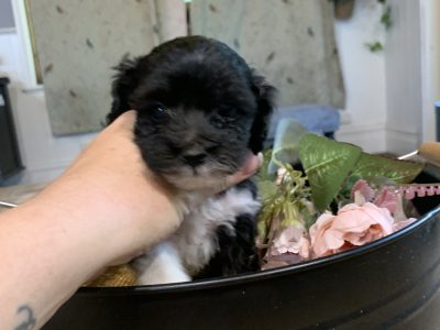 Cavoodle – Katandra