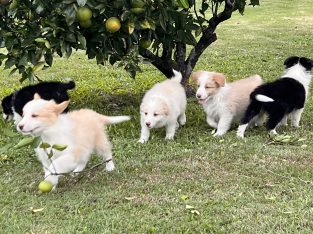 Border Collie – HeavenPaws Border Collies