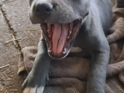 Staffordshire Bull Terrier – Wooroloo