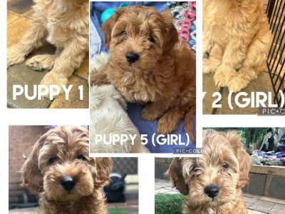 Cavoodle – Mill Park