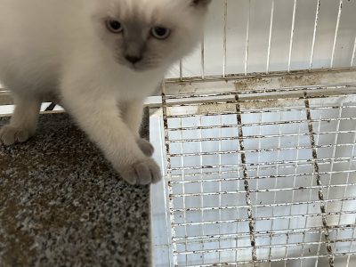 British Shorthair – Harkness