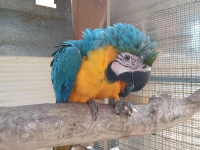 Macaws – Oakford