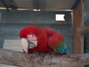Macaws – Oakford