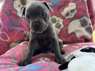 Staffordshire Bull Terrier – HercValley