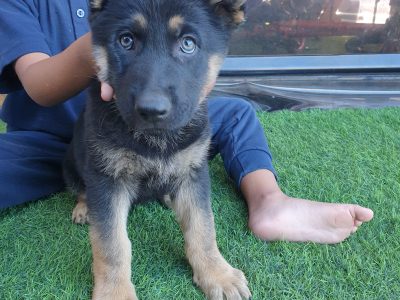 German Shepherd – Meadow Heights