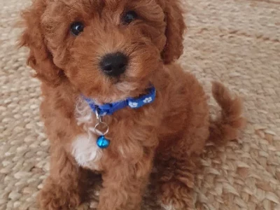 Toy Cavoodle – Perth