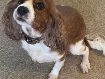 Cavalier King Charles Spaniel – Richmond
