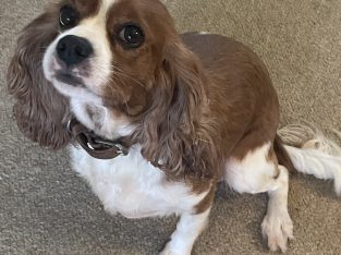 Cavalier King Charles Spaniel – Richmond