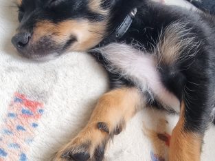 Dogs – Batemans Bay