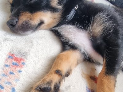 Dogs – Batemans Bay