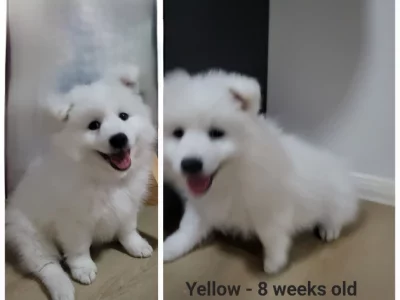 2 Purebred Japanese Spitz pups