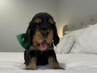 Cocker Spaniel – Gympie