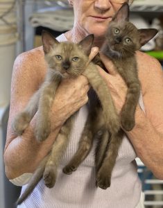 Burmese – Bald Hills