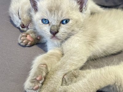 Ragdoll – Bald Hills