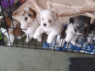 Maltese Shih Tzu – Doolandella