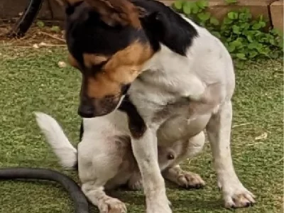 Mini Foxy – Mildura