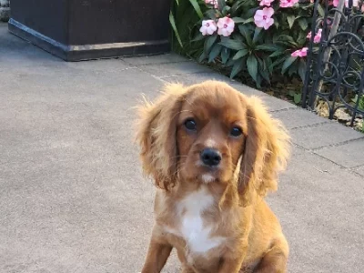 Cavalier King Charles Spaniel – Worrigee