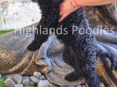 Poodle Standard – Canning Vale