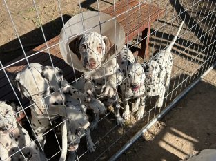 Dalmatian – Willunga