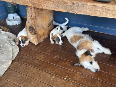 Jack Russell – Gowrie Junction