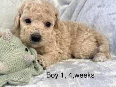 Bichoodle – Broadbeach Waters