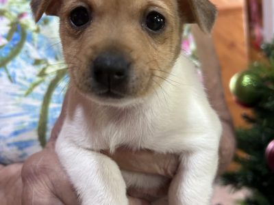 Jack Russell – Reservoir