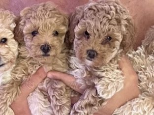 Dogs – Bushland Beach