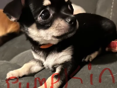 Chihuahua – Cambridge Park