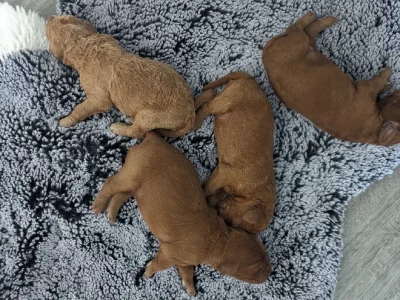 Other Dogs – Brookdale