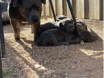 Staffordshire Bull Terrier – Wyndham Vale
