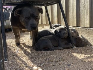 Staffordshire Bull Terrier – Wyndham Vale