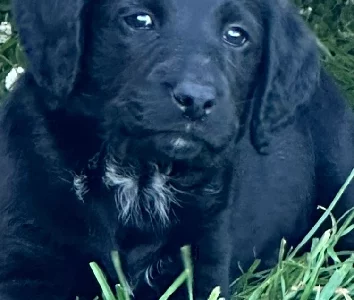 Labrador Retriever – Kinglake